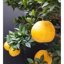 Cây cam nhật  lùn đang trái- Cây khoảng 50-70cm- Trang trí sân vườn- Bonsai- Cây hoa kiểng Đồng Tháp
