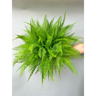 Bụi lá dương xỉ giả