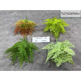 Bụi lá dương xỉ giả