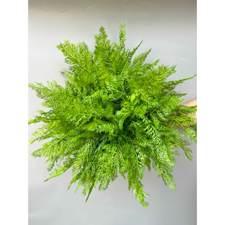 Bụi lá dương xỉ giả