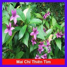 Cây mai chỉ thiên tím- Hoa đẹp trang trí sân vườn- Decor- Phong thuỷ- Cây hoa kiểng Đồng Tháp