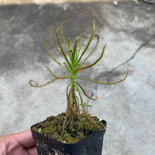 Cây bắt mồi Drosera Indica | HungGarden