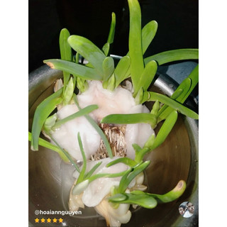 Củ thủy tiên nước(củ mẹ già sezi đại)