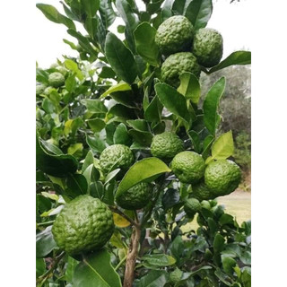 Cây Giống Chanh Chúc (Chanh Thái)