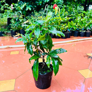 Cây mai đại lộc 24 cánh - bonsai gốc đẹp, say hoa