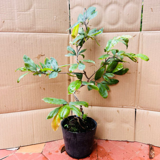 Cây bạch mai Thái - dễ chăm sóc, bonsai gốc đẹp, hoa màu trắng
