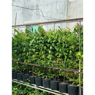 Cây khế trái to (ngọt và chua)