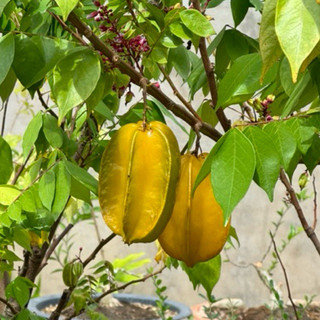 Cây khế trái to
