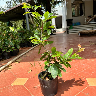 Cây mai cúc đọt đỏ - đạt 36-50 cánh, bonsai mini, ghép chuẩn giống