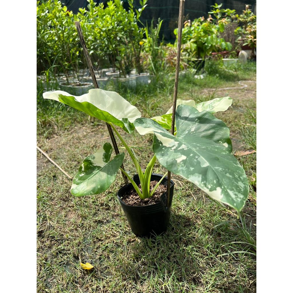 Cây Ráy đột biến 'Ablo var' (Alocasia macrorrhiza variegata) - Ráy Var trang trí vườn