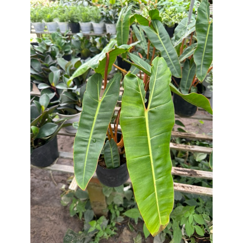 Cây hạc cam