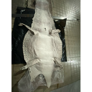 Da cá sấu trắng