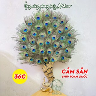 Bình lông công phong thủy CẮM SẴN, 36 mắt to, mã bình BC01