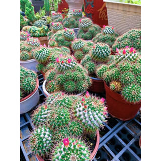 Xương Rồng Sầu Riêng Bụi