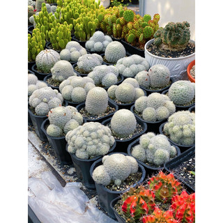 Xương Rồng Bông Gòn Chậu Lớn