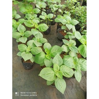 cây mè hàn quốc