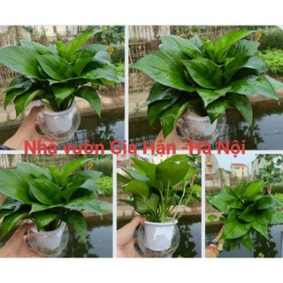 Trầu bà xanh thủy sinh