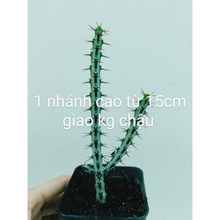 Xương rồng euphoria