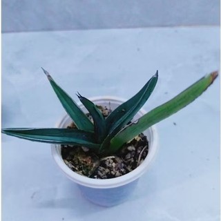 Cây xương rồng aga