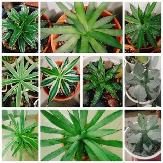 Cây xương rồng aga
