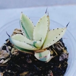 Cây xương rồng aga