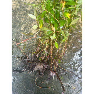 Bầu rau răm/200g