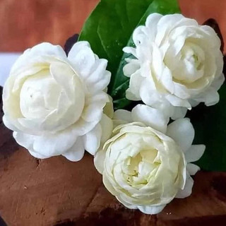 [Hỏa Tốc] Cây Hoa Nhài Cổ Cánh Kép, Lài cổ 3 Lá Pha Trà I Jun Garden Premium