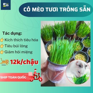 Cỏ mèo tươi trồng sẵn • bộ trồng cỏ mèo mpets hỗ trợ tiêu búi lông trong ruột mèo | thức ăn cho chó mèo