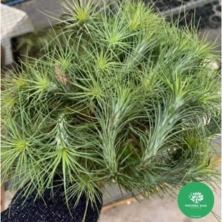 Không khí Đuôi Cáo Trang trí vườn