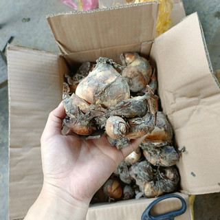 Củ thủy tiên nước(củ mẹ già sezi đại)