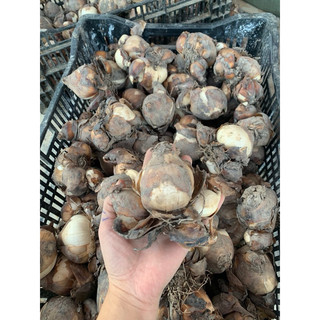Củ thủy tiên nước(củ mẹ già sezi đại)