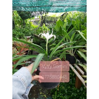 Cây Hoa Ngải Bà Chúa Xiêm ( Ngải Mến Khách)
