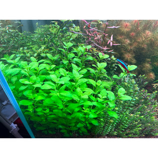 cây thuỷ sinh lá ổi - dễ sống , dễ trồng ở môi trường nghèo co2