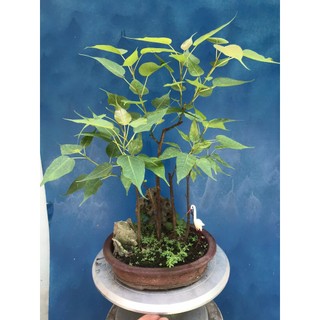 Cây bồ đề bonsai gôc bự