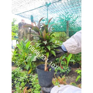 Chậu cây phát tài lá đỏ hay phát tài Hồng Ngọc, cây cao hơn 20cm