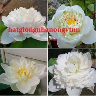 Hạt giống sen bách diệp hoa màu trắng-Gói 5 hạt