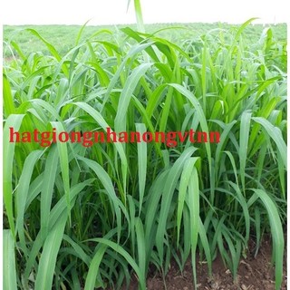 Hạt giống cỏ Mombasa Ghine,Cỏ xả lá lớn,Hạt Giống Cỏ Chăn Nuôi -gói 100gram