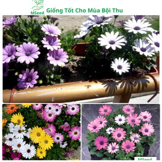 Hạt giống hoa Cúc Châu Phi đủ màu , dễ trồng hoa quanh năm - MSeed