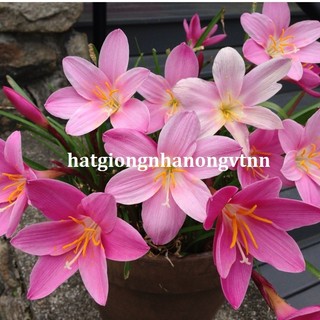 Combo 60 củ hoa tóc tiên, củ hoa huệ mưa dể trồng-1 tháng có hoa