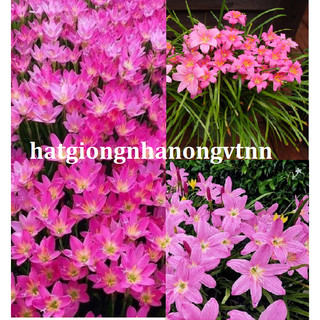 Combo 40 củ hoa huệ mưa màu hồng dể trồng -1 tháng có hoa