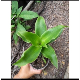 Cây lược vàng có chậu