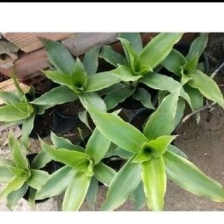 Cây lược vàng có chậu