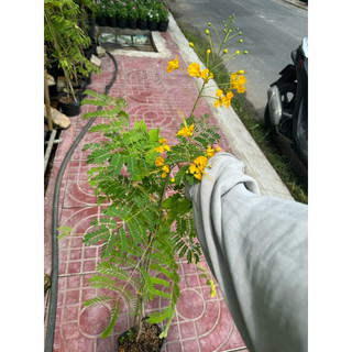 cây điệp cúng nguyên chậu, trang trí vườn
