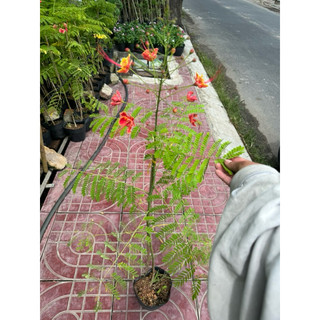 cây điệp cúng nguyên chậu, trang trí vườn