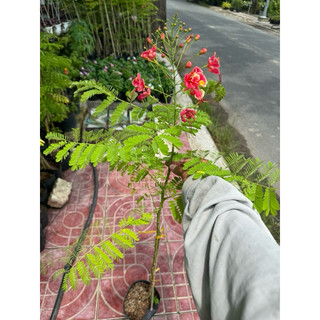 cây điệp cúng nguyên chậu, trang trí vườn