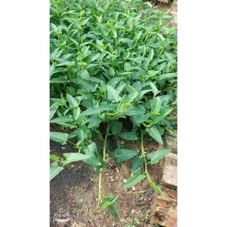 30gr hạt giống rau muống xưa