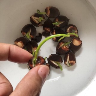 Hạt Giống Hoa Sen Ta (Sen Hồng Việt Nam)10 hạt-nãy mầm 100%,gieo trồng quanh năm