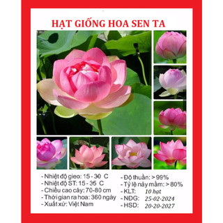 Hạt Giống Hoa Sen Ta (Sen Hồng Việt Nam)10 hạt-nãy mầm 100%,gieo trồng quanh năm