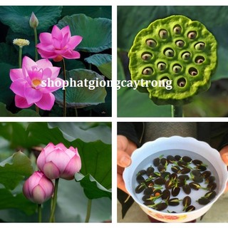 Hạt giống hoa sen ta - gói 10 hạt