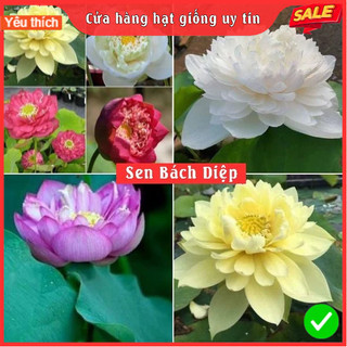 Combo 4 gói Hạt giống hoa sen bách diệp, 4 màu-gói 5 hạt-tặng 1 gói kích thích hạt nảy mầm